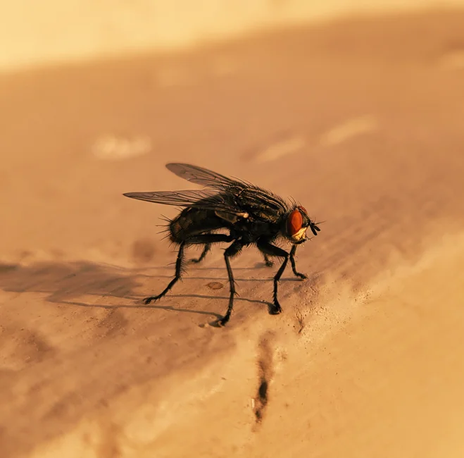Pest control treatment in progress