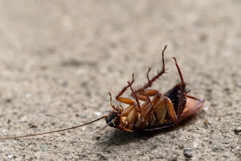 Pest control service